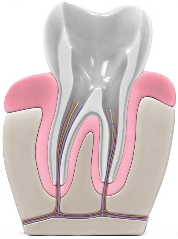 Qué es una endodoncia