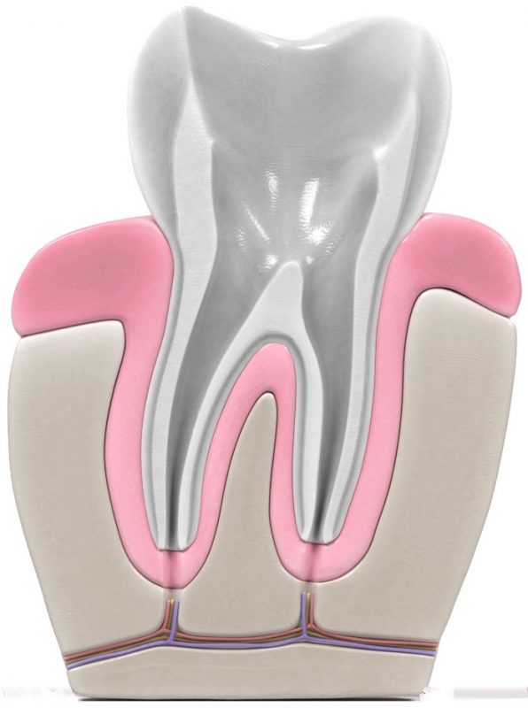 Endodoncia dental